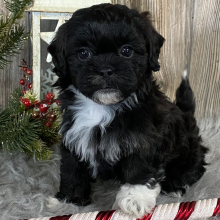 Shihpoo Puppy Henric