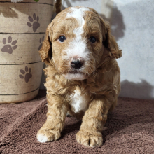 Goldendoodle Puppy Ethan