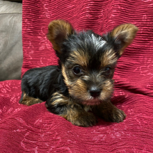 Yorkshire Terrier Puppy Remi