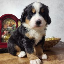 Bernese Mountain Dog Puppy Gwen
