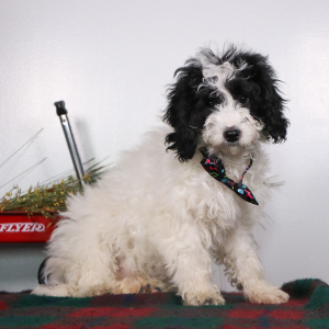 Cockapoo Puppy Velvet