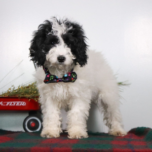 Cockapoo Puppy Velvet