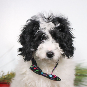 Cockapoo Puppy Velvet