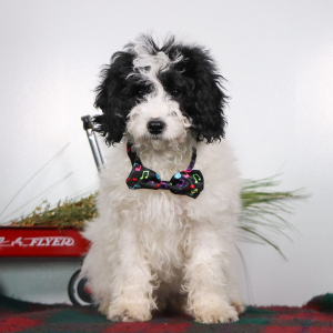 Cockapoo Puppy Velvet