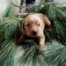 Golden Retriever Puppy Joy