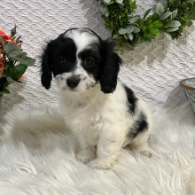 Cavapoo Puppy Claudia