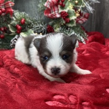 Pomeranian Puppy Wanda