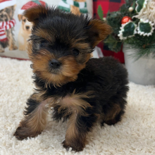 Yorkshire Terrier Puppy Ellie