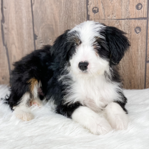 Bernedoodle Puppy Emma