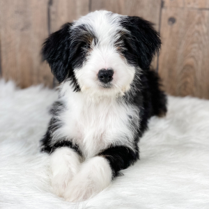 Bernedoodle Puppy Emma