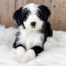 Bernedoodle Puppy Emma