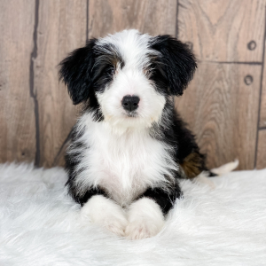 Bernedoodle Puppy Emma