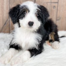 Bernedoodle Puppy Emma