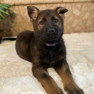 German Shepherd Dog Puppy Charlotte