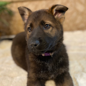 German Shepherd Dog Puppy Charlotte
