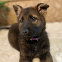 German Shepherd Dog Puppy Charlotte