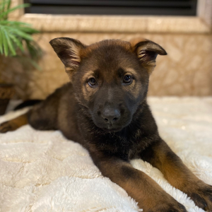 German Shepherd Dog Puppy Charlotte
