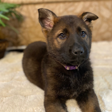 German Shepherd Dog Puppy Charlotte