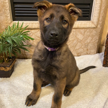 German Shepherd Dog Puppy Charlotte