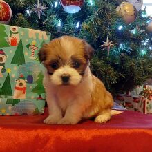 Morkie Puppy Sassy