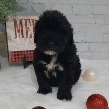 Portuguese Water Dog Puppy Zeus