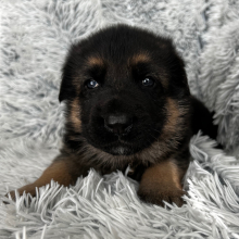 German Shepherd Dog Puppy Abby