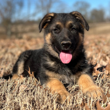 German Shepherd Dog Puppy Abby