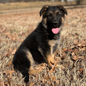 German Shepherd Dog Puppy Abby