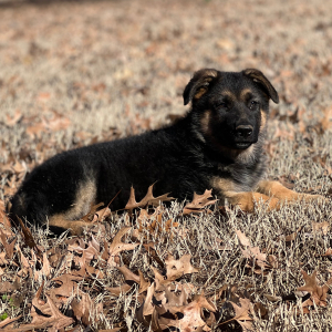 German Shepherd Dog Puppy Abby