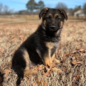 German Shepherd Dog Puppy Abby