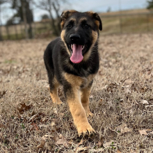 German Shepherd Dog Puppy Abby