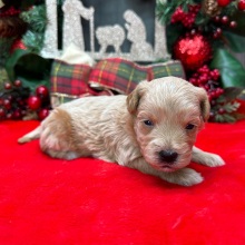 Havapoo Puppy Zelda