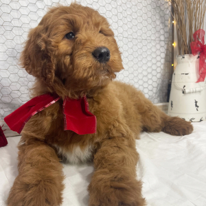 Goldendoodle Puppy Benjy