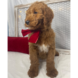 Goldendoodle Puppy Benjy