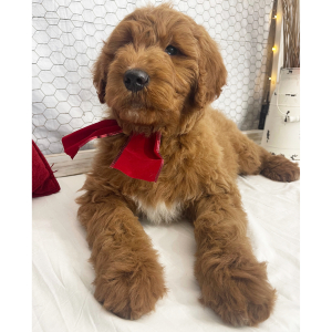 Goldendoodle Puppy Benjy