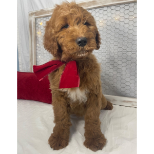Goldendoodle Puppy Benjy