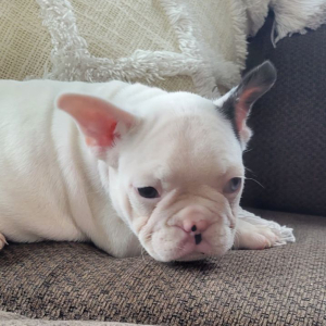 French Bulldog Puppy Jethro