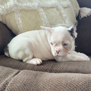 French Bulldog Puppy Jethro