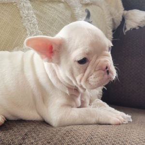 French Bulldog Puppy Jethro