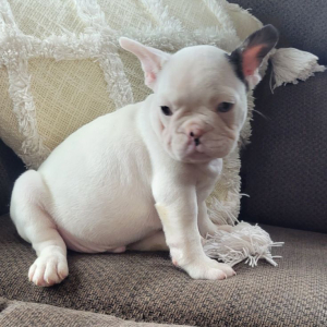 French Bulldog Puppy Jethro
