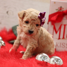 Poodle Puppy Lily