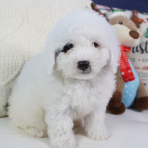 Bernedoodle Puppy Brenton