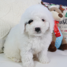 Bernedoodle Puppy Brenton