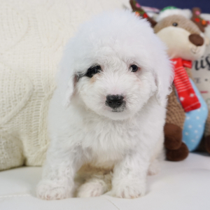 Bernedoodle Puppy Brenton