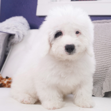 Bernedoodle Puppy Brenton