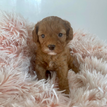 Cavapoo Puppy Clara Belle