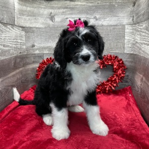 Bernedoodle Puppy Hazell
