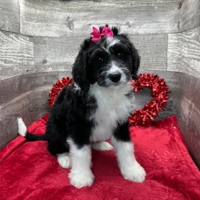 Bernedoodle Puppy Hazell