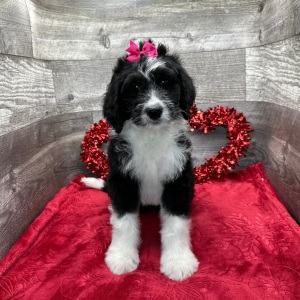 Bernedoodle Puppy Hazell