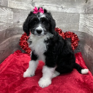 Bernedoodle Puppy Hazell